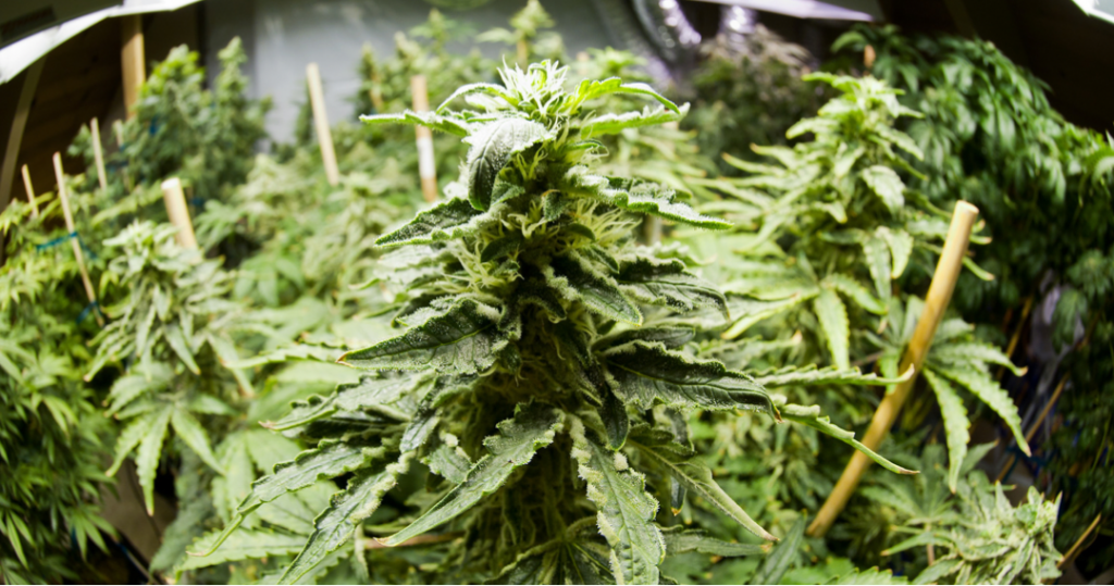 Marihuana