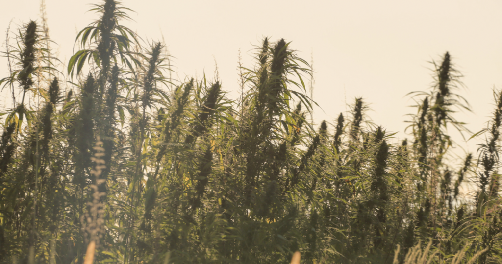 Marihuana