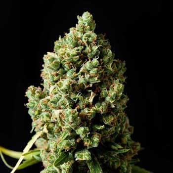 pan pestka auto Jack Herer