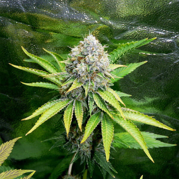 Cali box