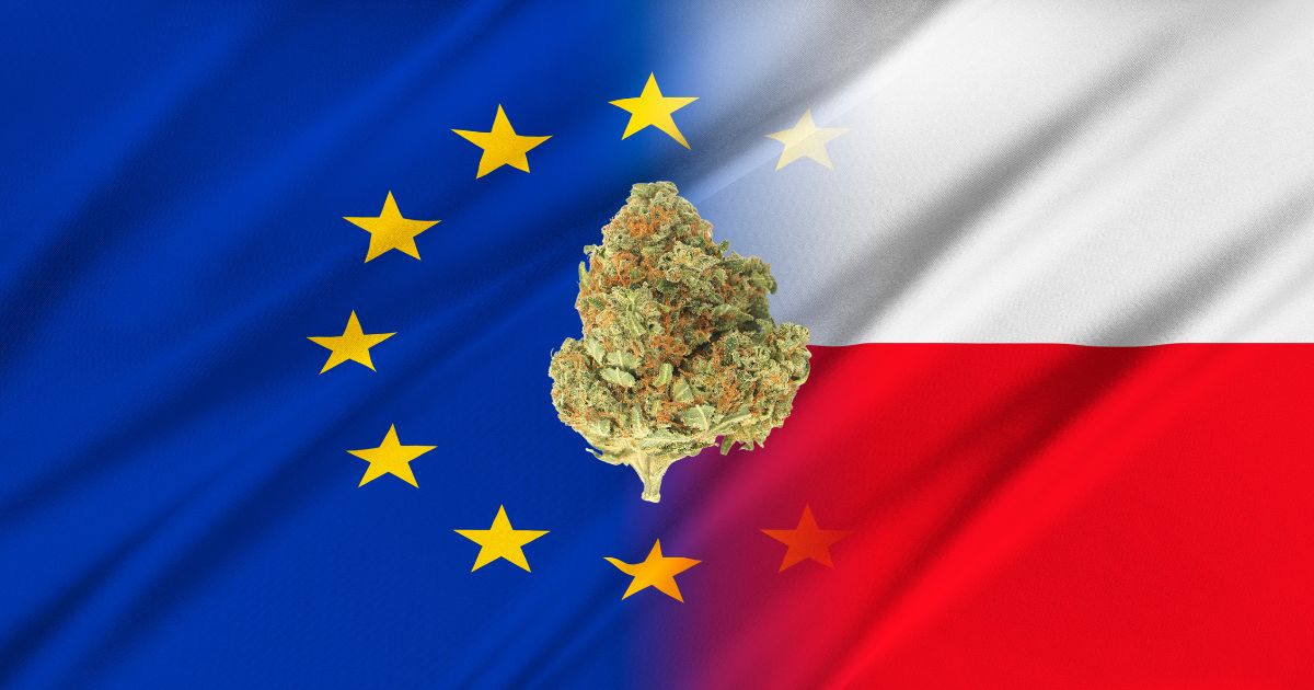 Polska stanie się europejskim liderem na ryku konopnym