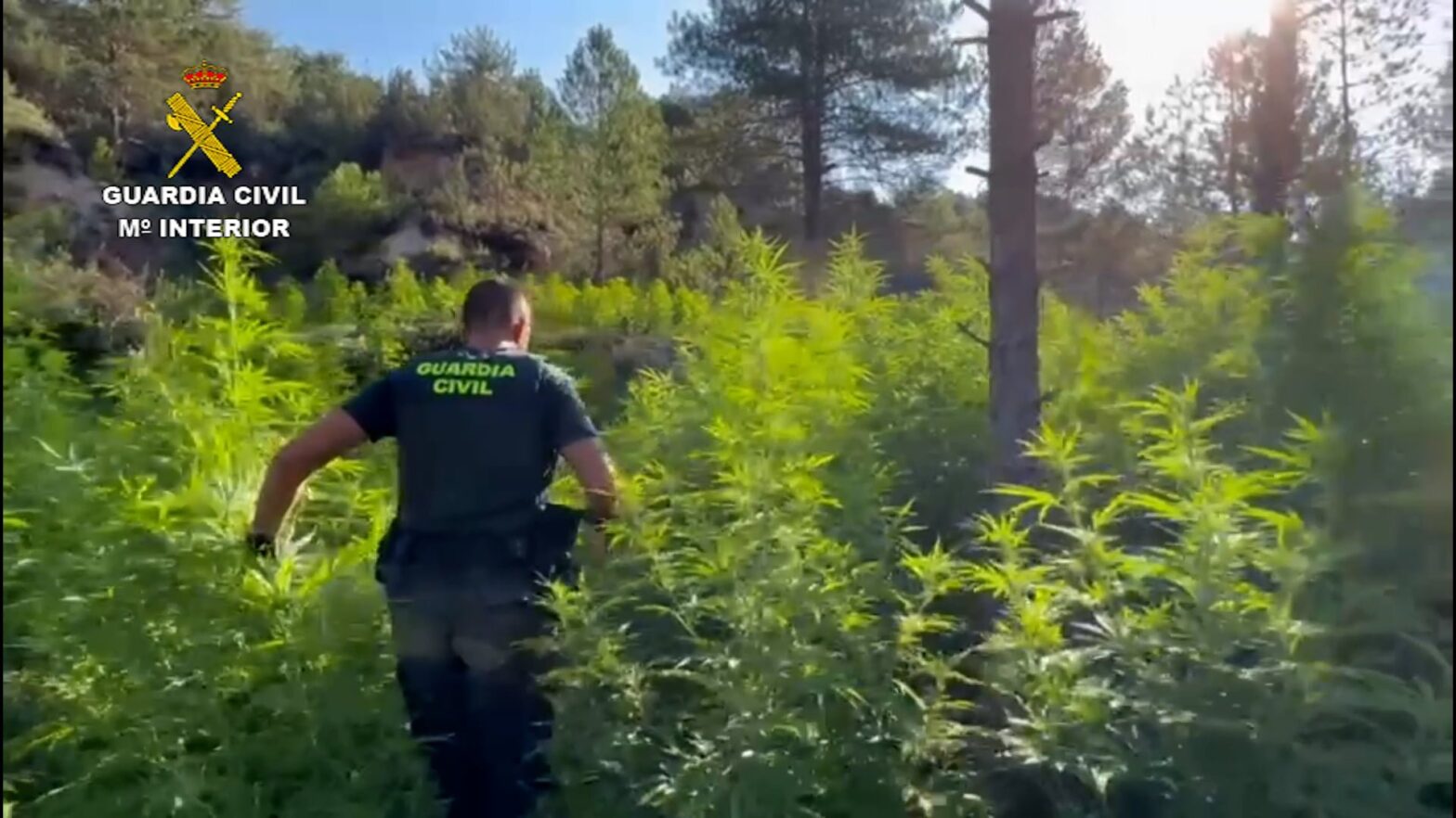 gigantyczna uprawa marihuany