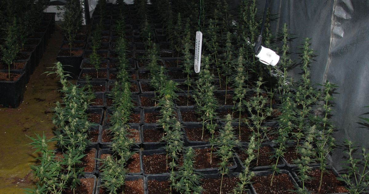 Policja zlikwidowała plantację konopi