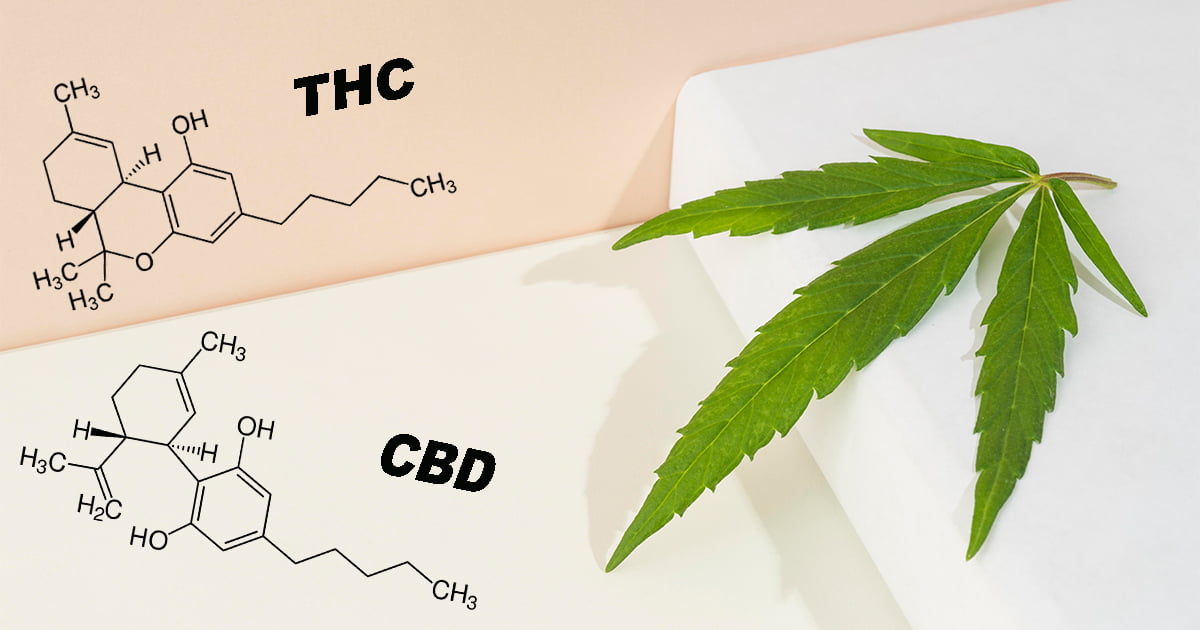 Można stwierdzić, że THC i CBD to związki chemicznie bardzo spokrewnione, ale charakteryzują się różnymi efektami działania.
