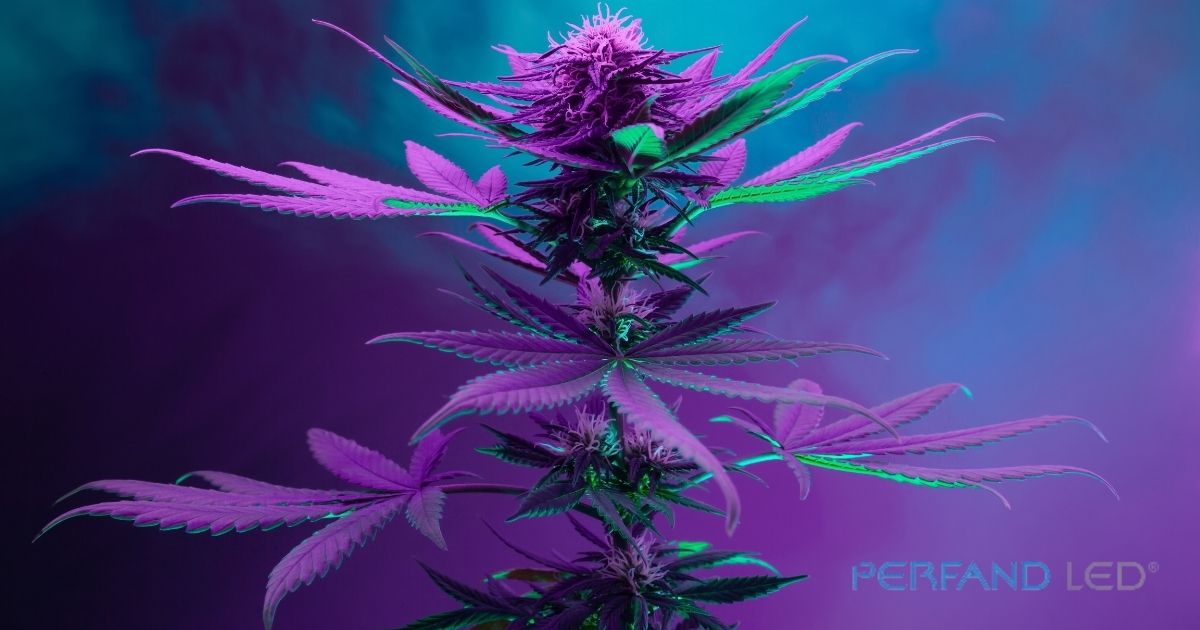 led vs hps