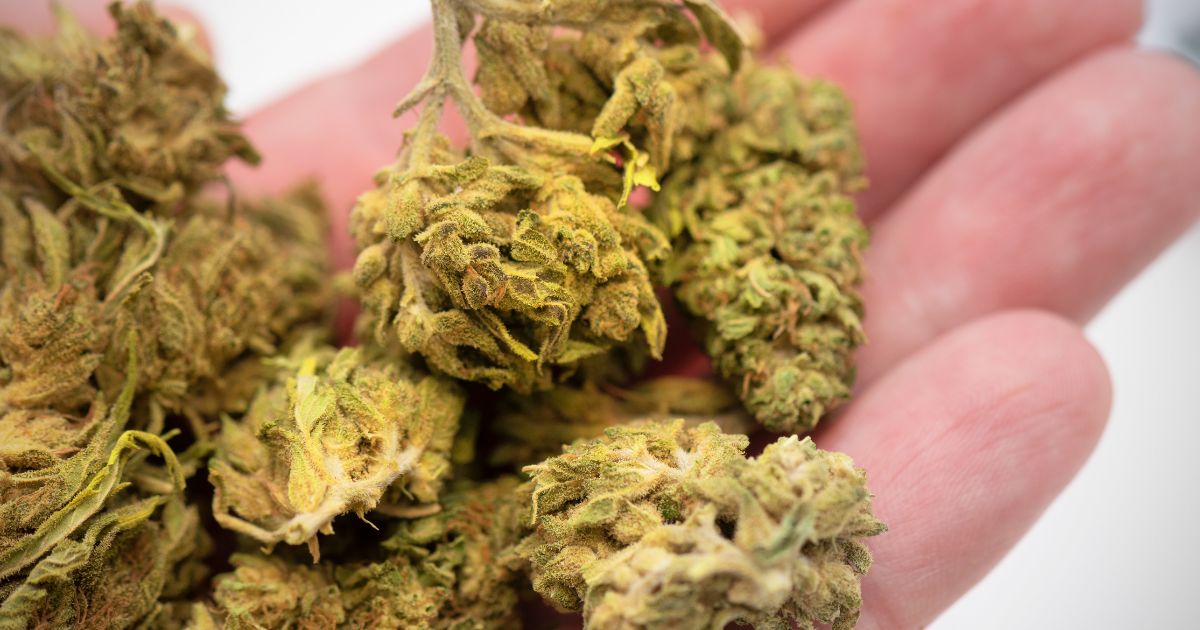 medyczna marihuana