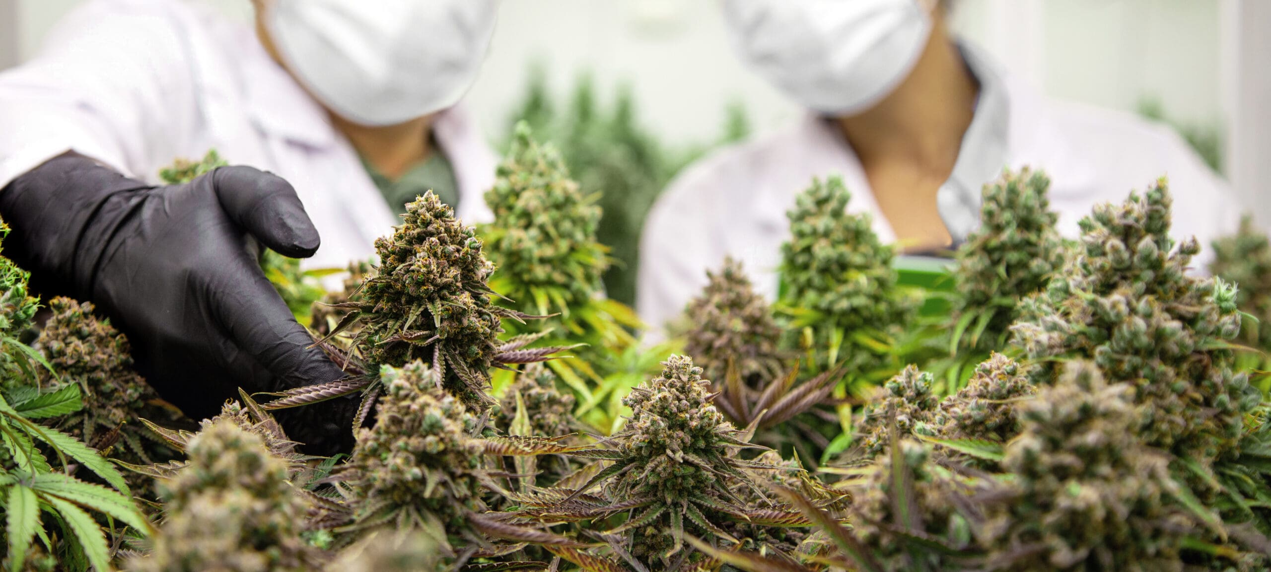 Kannabinoidy to bardzo cenne źródło dobroci dla nas.