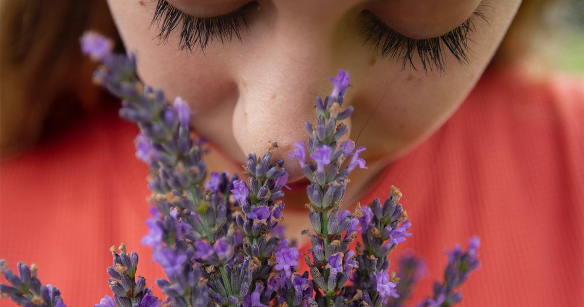 Terpeny to inaczej oleje eteryczne, które nie mają działania psychoaktywnego i nie należą do grupy kannabinoidów.