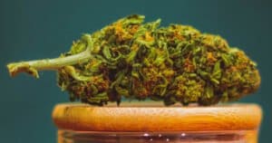 Atrakcyjność edibles polega na tym, że nie wymagają palenia ani waporyzacji, co jest szczególnie korzystne dla osób, które nie chcą lub nie mogą palić.