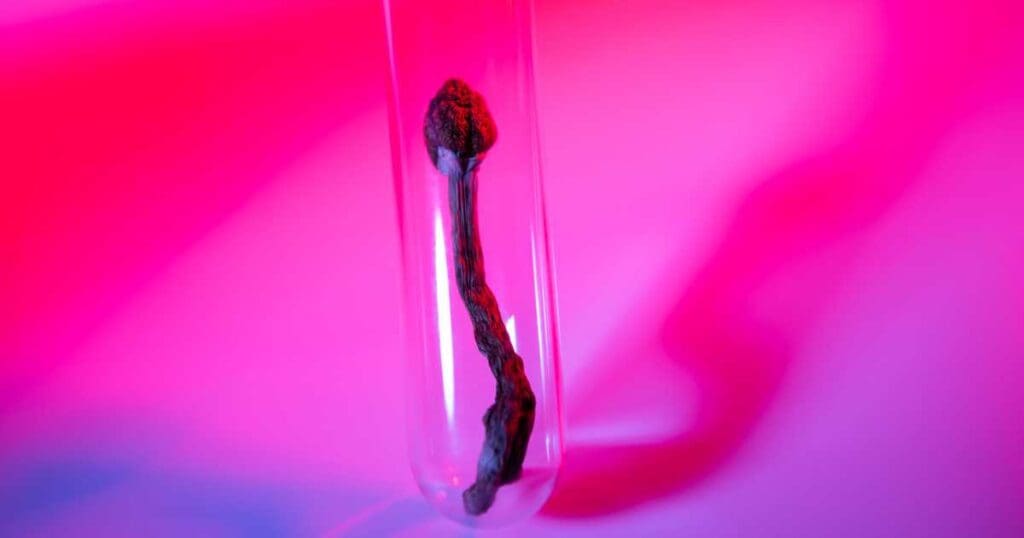 microdosing psylocybiny