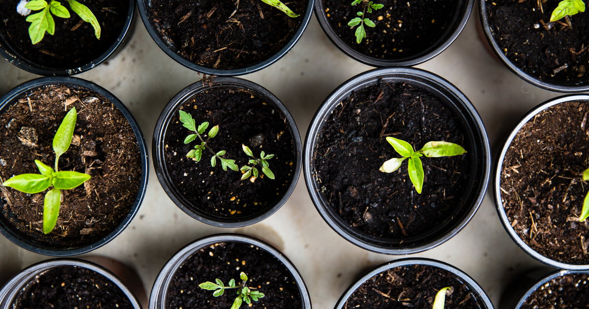 Hodowla organiczna opiera się na zrównoważonym wykorzystaniu zasobów naturalnych i metodom, które minimalizują wpływ na środowisko.