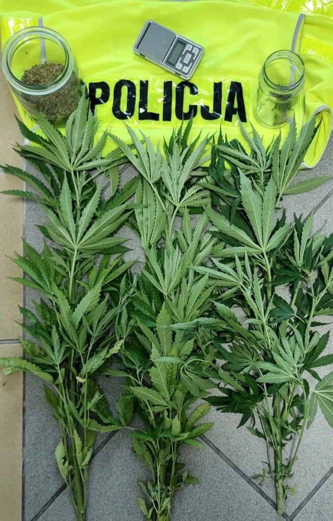 rośliny zabezpieczone przez policjantów