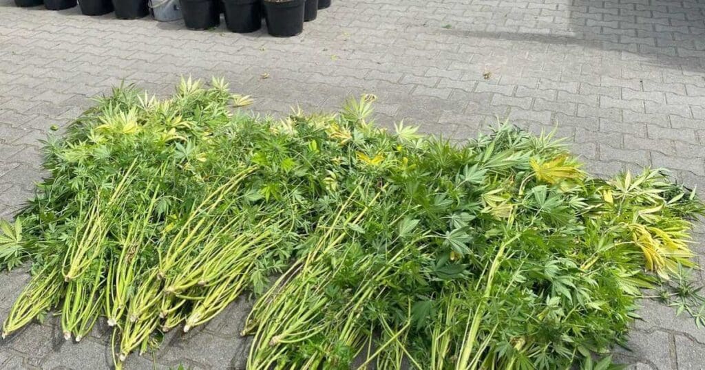 rośliny zabezpieczone przez policję