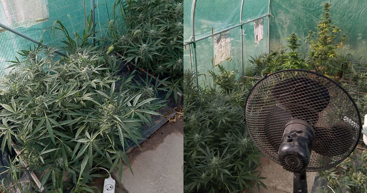 Konopie zawierają substancje psychoaktywne, takie jak tetrahydrokannabinol (THC) i kannabidiol (CBD), które wpływają na układ nerwowy