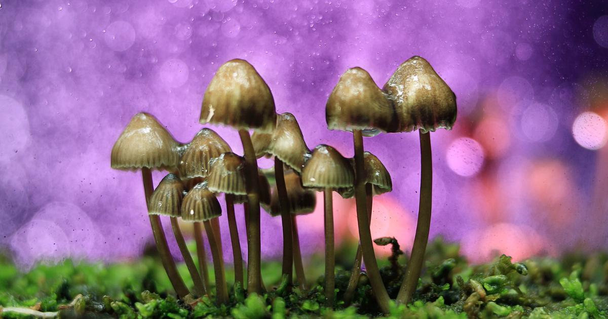 grzybki zawierające psylocybinę