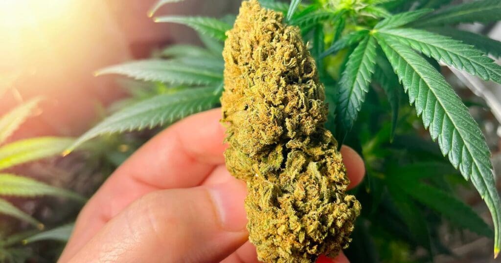 marihuana w dłoni