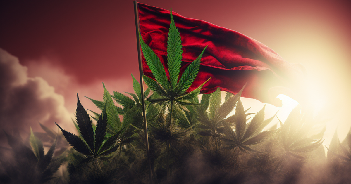 W miniony piątek albańscy parlamentarzyści przyjęli ustawę, która legalizuje uprawę konopi na potrzeby medycyny.