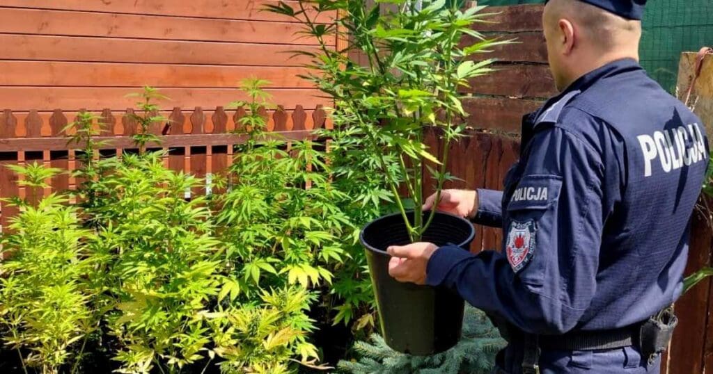 Rośliny, które zarekwirowała policja
