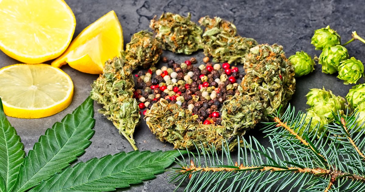 moc terpenów konopnych - przykłady