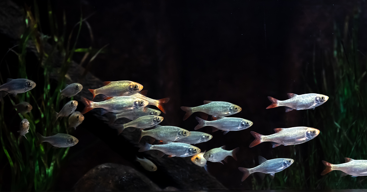 Aquaponika rewolucjonizuje systemy hydroponiczne, wprowadzając zupełnie nowy poziom uprawy roślin.