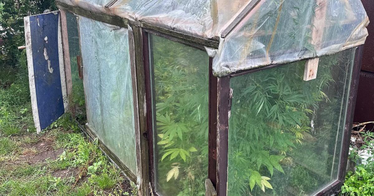 szklarnia, w której mężczyzna uprawiał konopie
