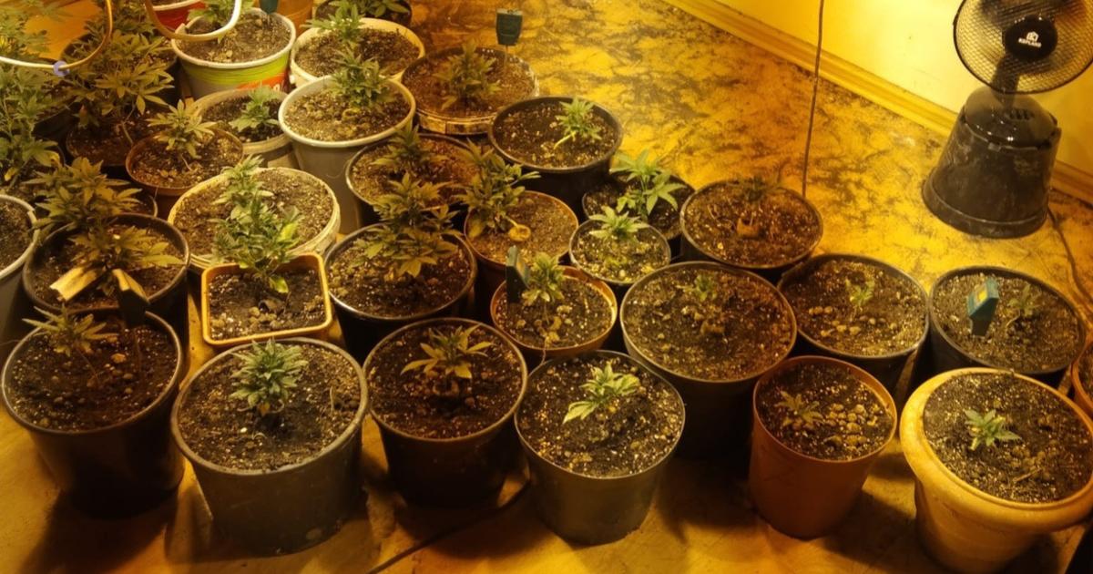 rośliny, które uprawiał grower