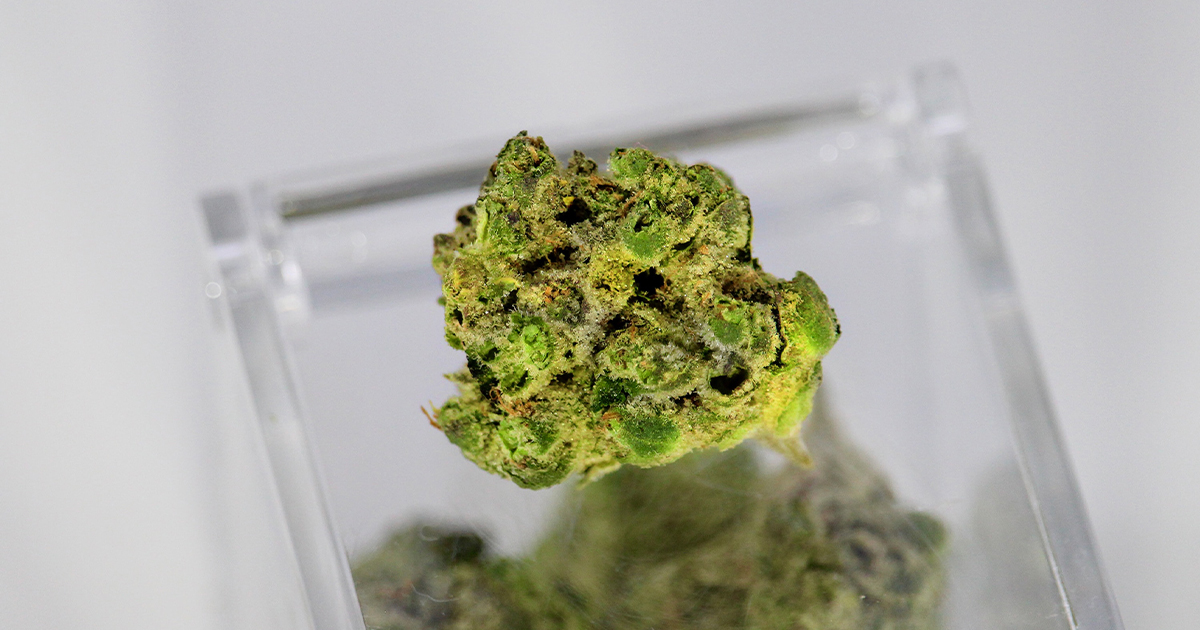 Terpeny działają przeciwzapalnie i antyseptycznie. Ponadto odznaczają się właściwościami pozytywnie wpływającymi na koncentrację i pamięć.