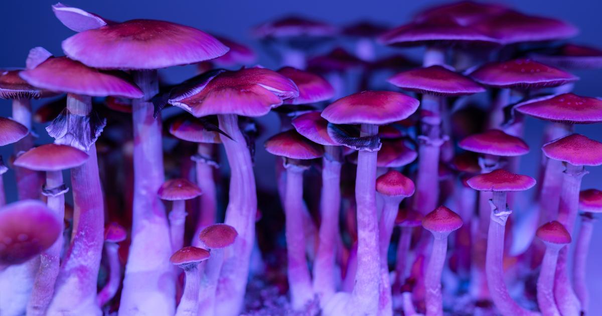 Golden Teacher najpopularniejszy grzyb psylocybinowy