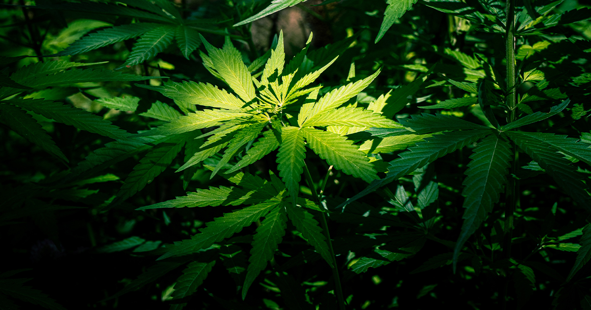 Marihuana może mieć bezpośredni wpływ na poziom serotoniny w mózgu