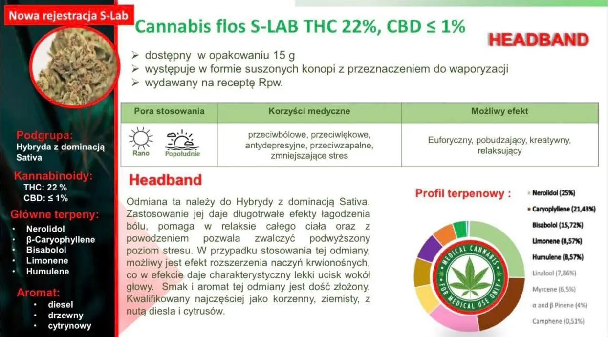 charakterystyka nowej odmiany medycznej marihuany Headband