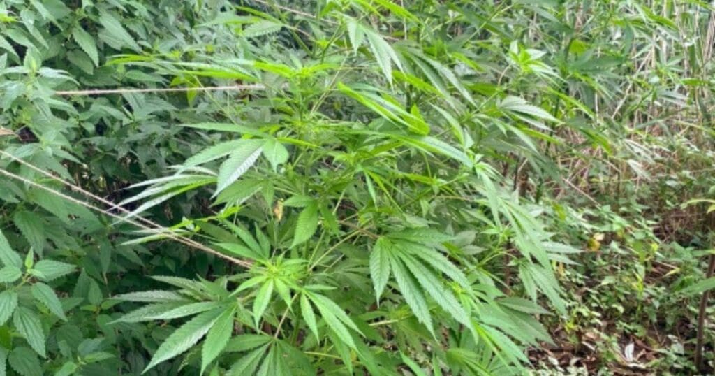 Rośliny zabezpieczone na terenie należącym do 35-latka