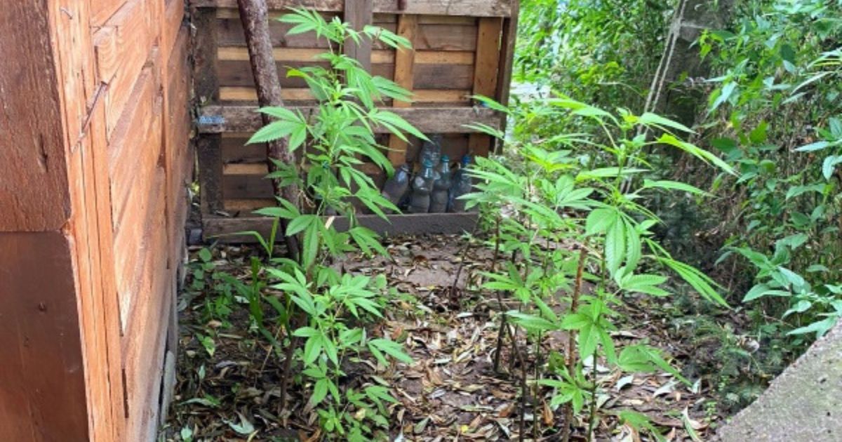 marihuana, którą uprawiał mężczyzna