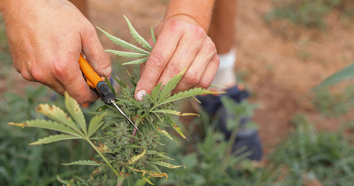 Defoliacja Marihuany: Kompletny Przewodnik dla Hodowców