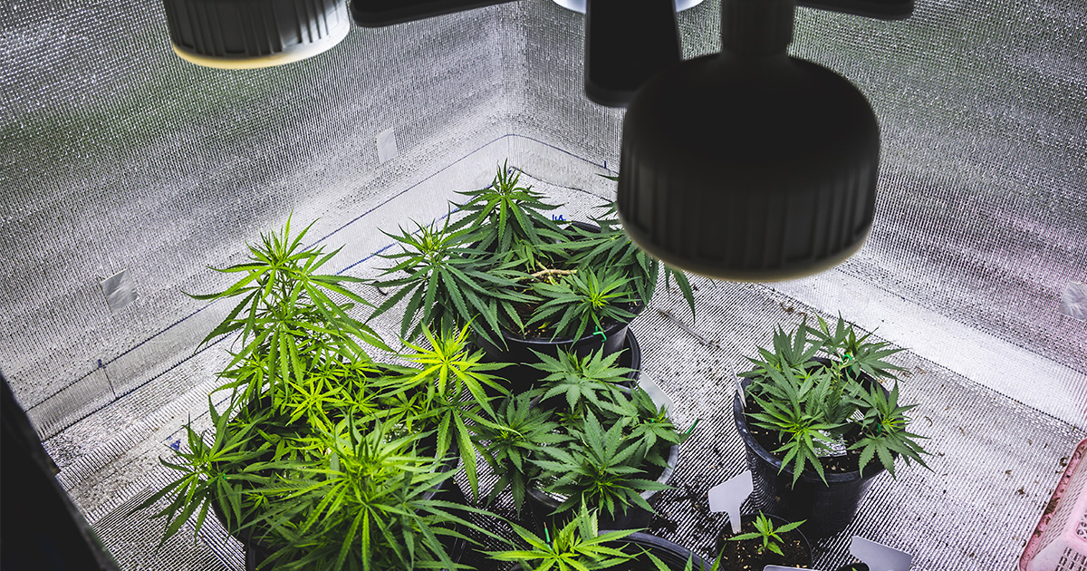 Efektywne Materiały Ochronne: Jak Koce Ratunkowe Zwiększają Bezpieczeństwo i Komfort w growboxie