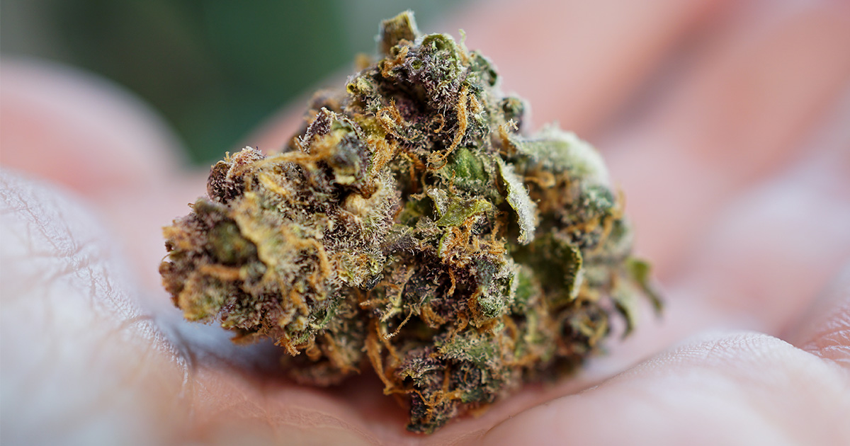 Konopie automatyczne, uprawa, genetyka, Cannabis Ruderalis, kwitnienie, plony, warunki uprawy, faza wegetatywna, faza kwitnienia, odmiany autokwitnące, trening LST, trening SOG, warunki uprawne, hodowcy, THC, Royal Gorilla Automatic, White Widow Automatic, nawożenie, gleba, cykl świetlny