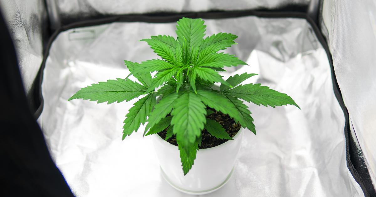 namiot growbox