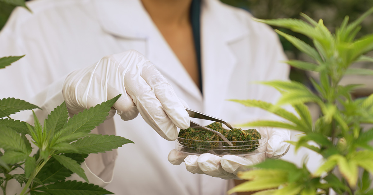 Dowiedz się, jak sprawdzić zawartość THC w marihuanie, zrozumieć różnice w zawartości THC w różnych odmianach konopi