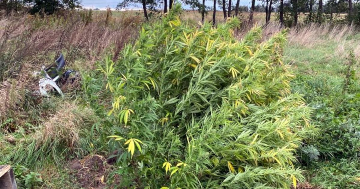 marihuana, którą uprawiał 37-latek
