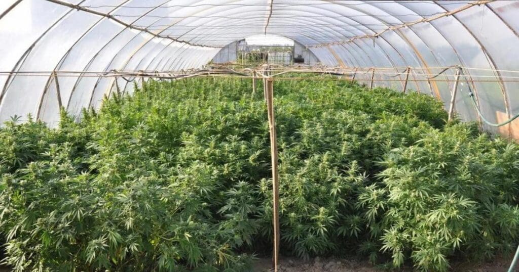 marihuana zabezpieczona przez policję