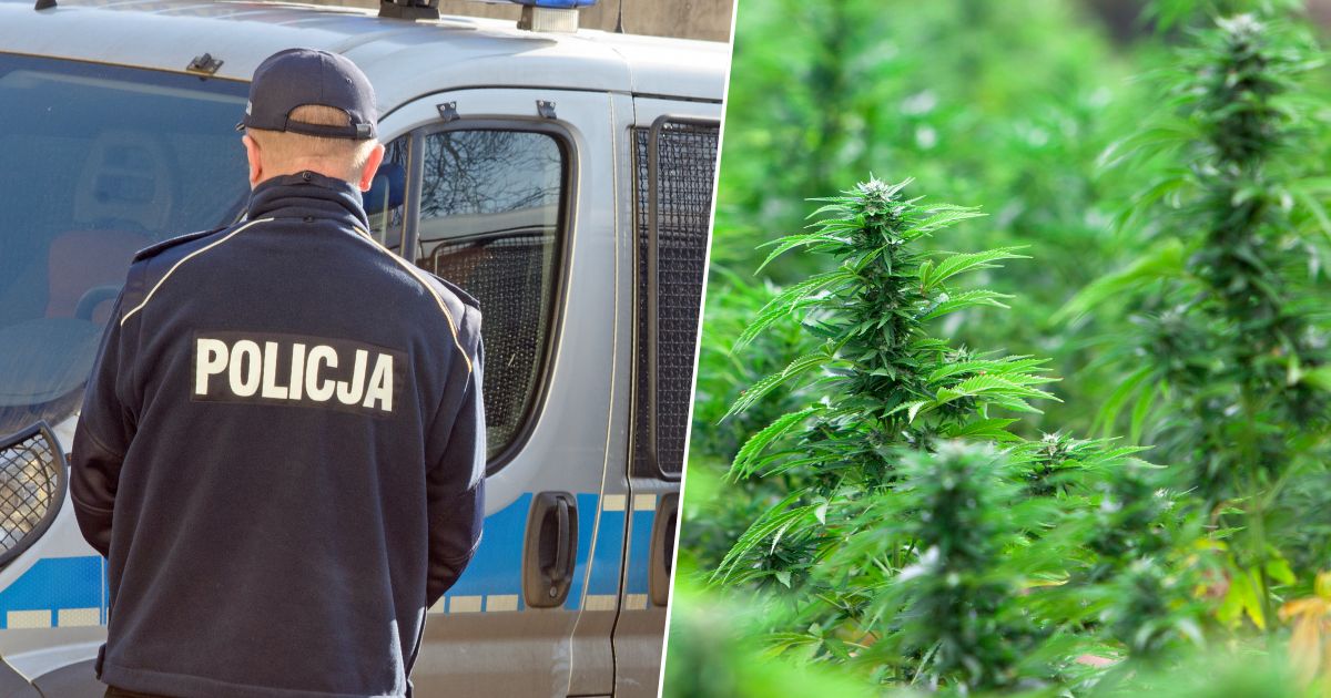 policjanci i marihuana