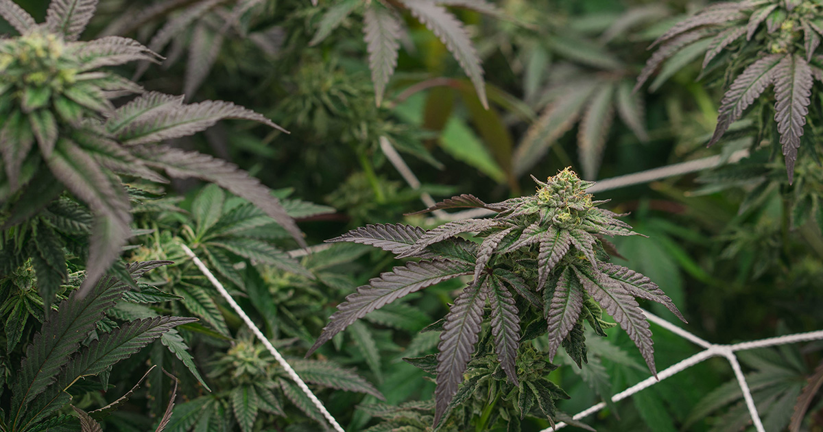 Terpeny znajdziesz na co dzień wokół siebie, czy wiedziałeś o tym ?