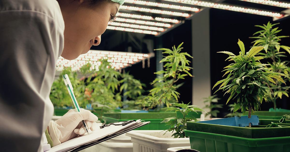 Medyczna marihuana a neuroprzekaźniki