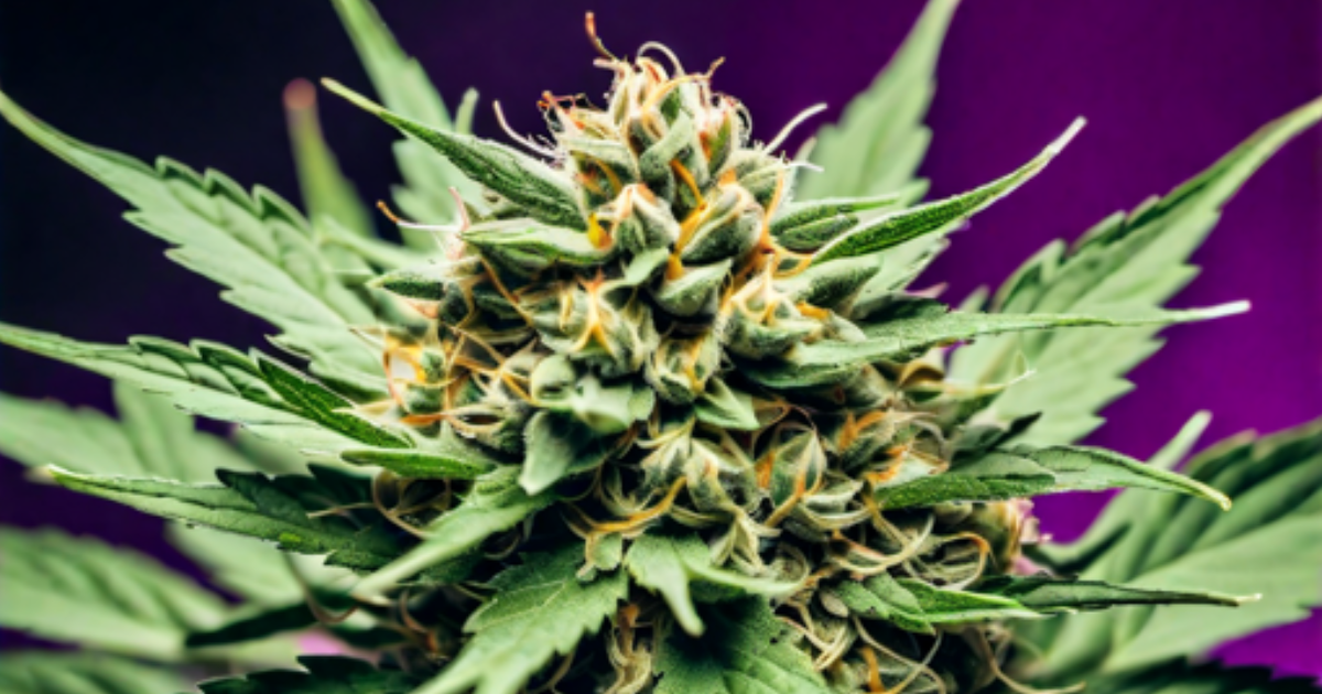 Włochy legalizacja marihuany 2024