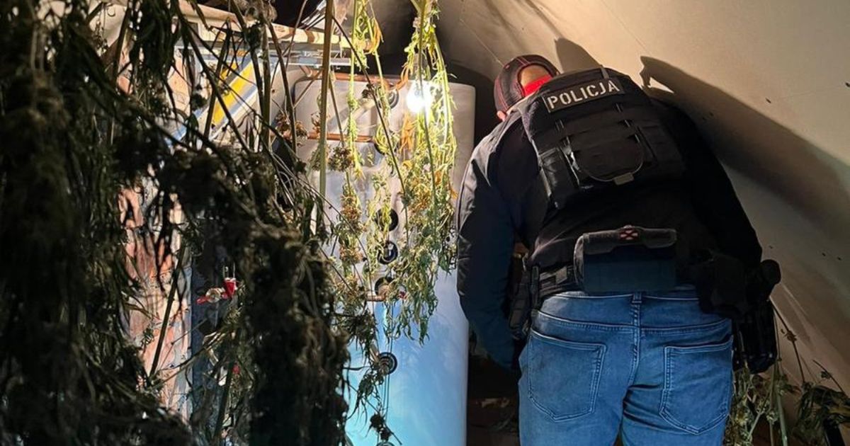 policjant i nielegalna marihuana