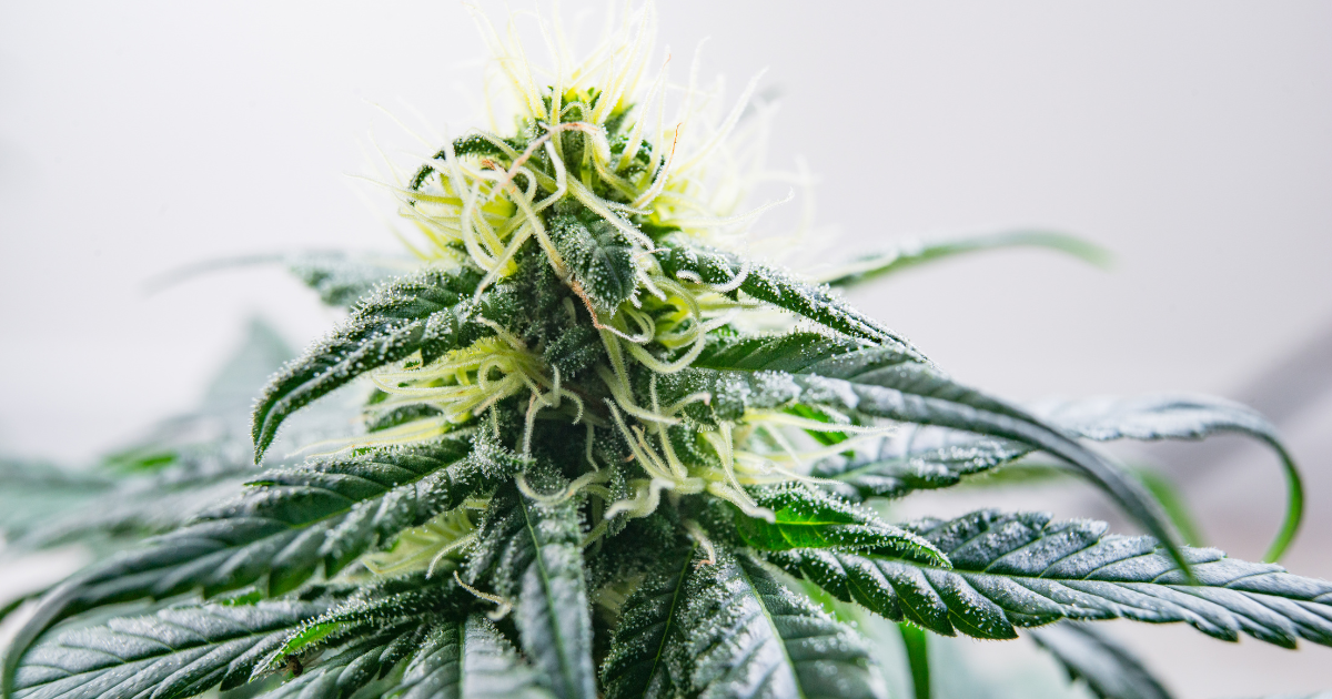Jack Herer S-lab