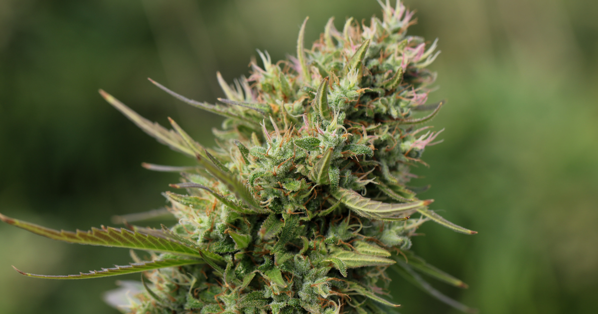 Sour Diesel