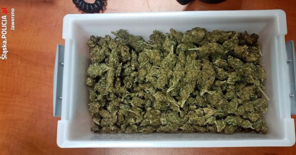 Jaworzno marihuana