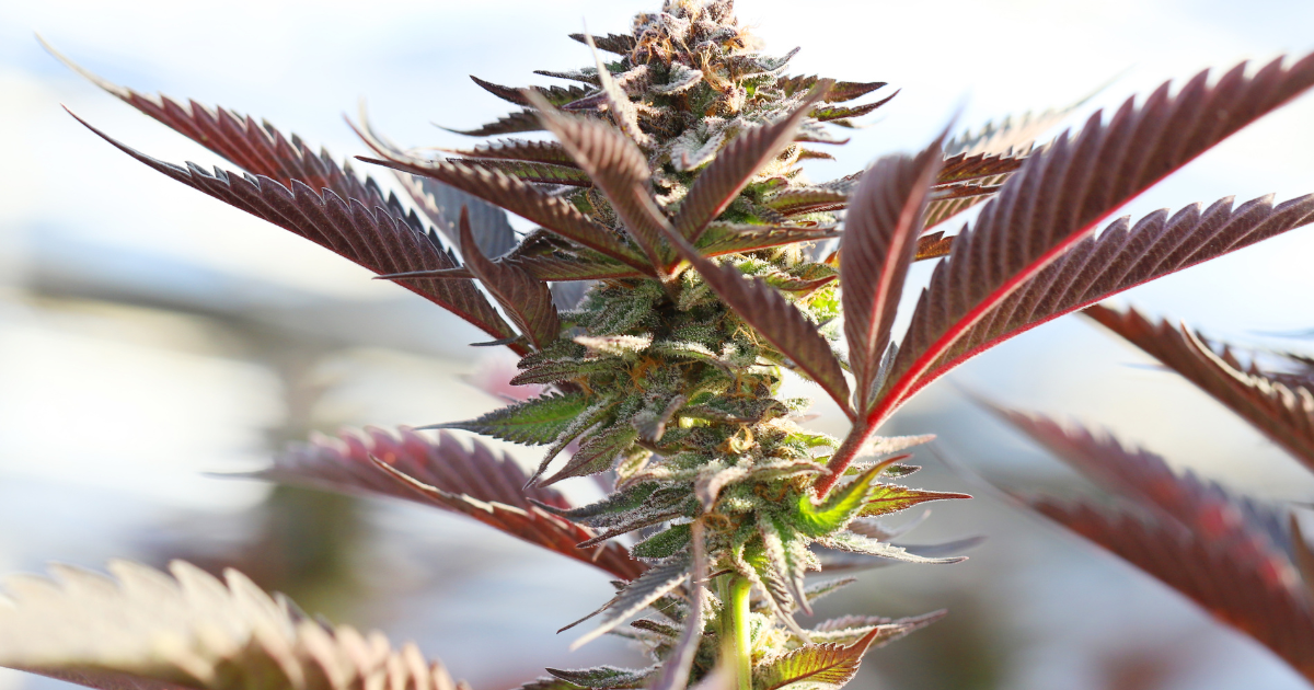 Pink Kush S-lab
