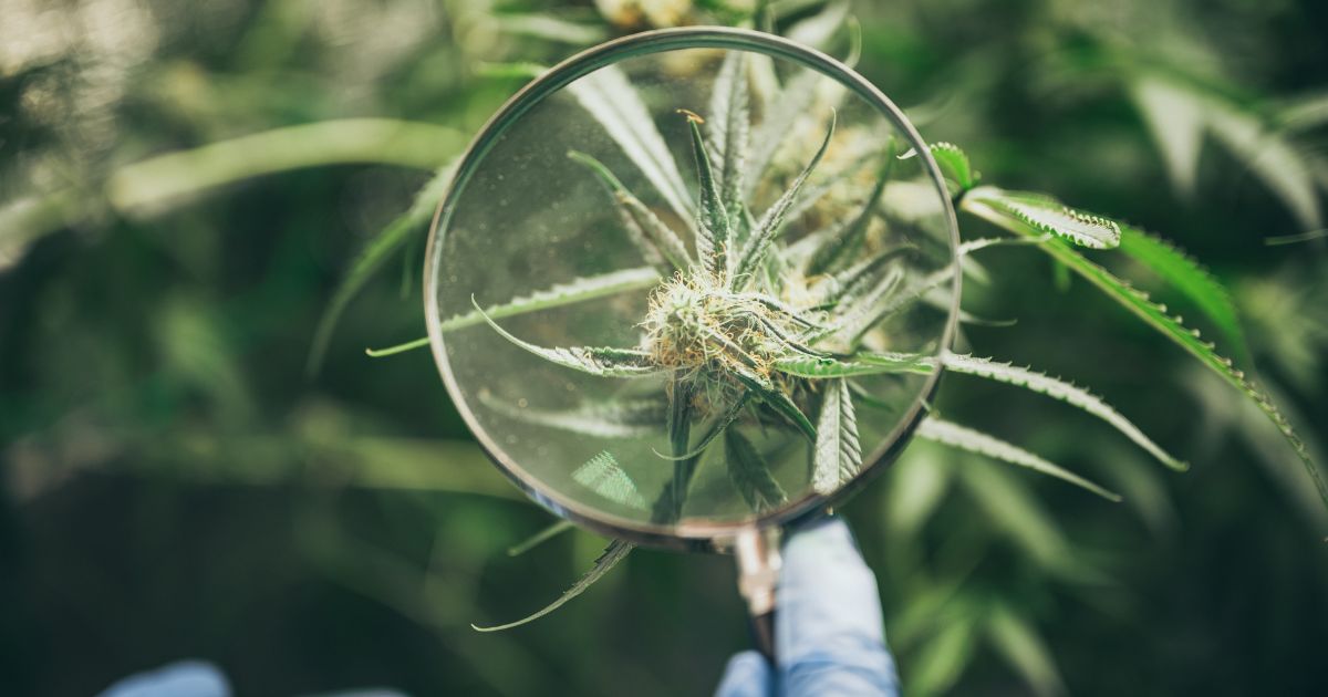 medyczna marihuana i lupa
