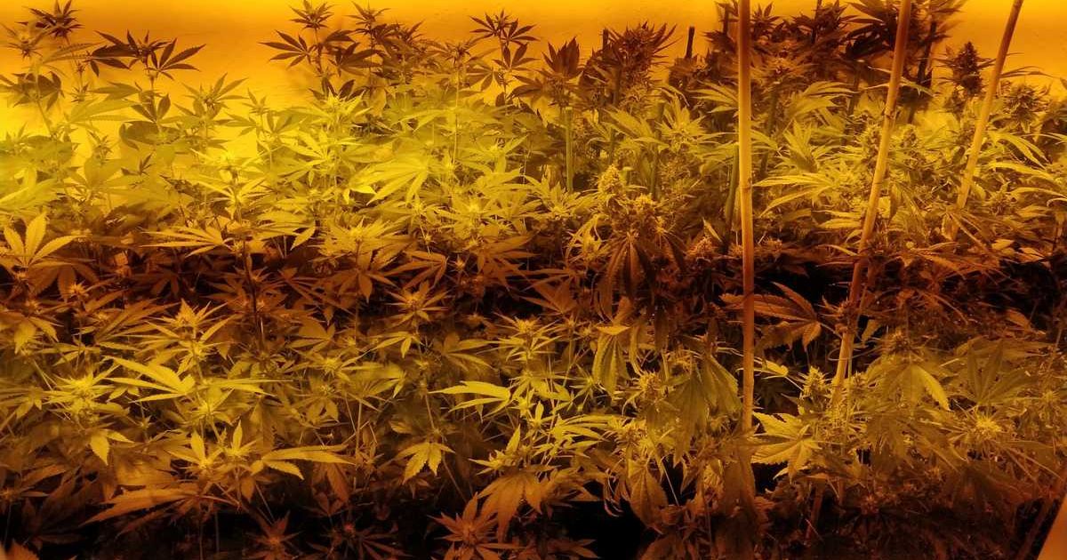 Marihuana, którą uprawiał 56-latek z Lublina